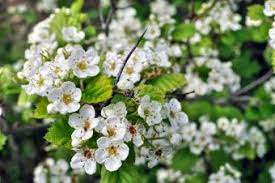Washington hawthorn trees with white flowers in spring. Hawthorn Trees Lovetoknow
