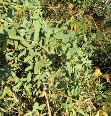 Image result for Antizoma angustifolia