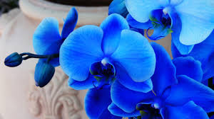 Dite buon compleanno con fiori o regalate un bouquet con un oroscopo personale. Orchidea Blu Blog Floraqueen It