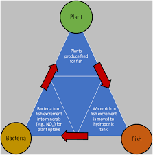 the global foodenergywater nexus d