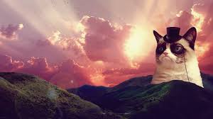 34 Grumpy Cat Wallpapers Hd On Wallpapersafari