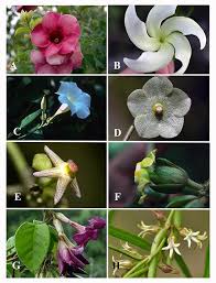 Image result for Apocynaceae subfamily Periplocoideae