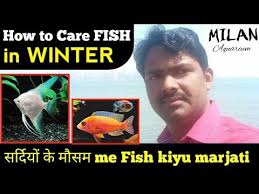 Aquariums Aquarium Fish Care In Winter Season In Hindi Aquarium Fish Fish Care Neon Tetra Fish
