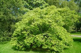 Image result for Celtis