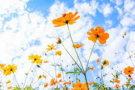 Yellow Cosmos Flower Field In The Blue Sky Stock Photo Picture And Royalty Free Image Image 74942728