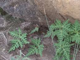 Image result for Aleuritopteris