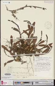 Image result for Bulbophyllum oreonastes