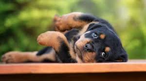 It's also free to list your available puppies and litters on our site. Rottweiler Puppies For Sale Greenfield Puppies