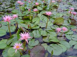 Image result for Nymphaea nouchali