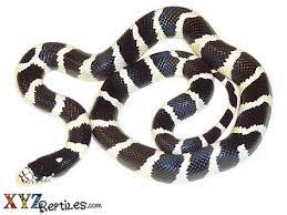 Kingsnakes are in the genus lampropeltus and comprise of a number of species and subspecies. Banded Black And White California Kingsnake For Sale By Xyzreptiles