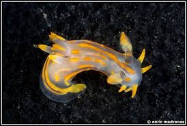 Image result for Eulalia polyneura