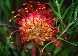 They need less fertilizers, pesticides or use less water. Australian Natives A Introduction Online Course Careerline Courses