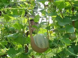 Melon Suspendu En Culture Verticale Growing Pumpkins Growing Cantaloupe Vertical Vegetable Garden