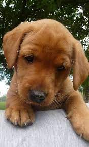 Red Golden Pup Labrador Retriever Labrador Puppy Cute Puppies