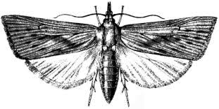 Image result for Cyperus breviradius