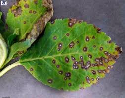 Myclobutanil containing cypermethrin (resolva rose 3 in 1, rose shield bug & fungus. Leaf Spot Diseases Fairfax Gardening