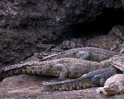 Image of Katavi National Park crocodile
