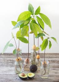 Water the plant often enough to keep the soil moist but not wet. How To Grow Avocado From Seed 2 Easy Ways Avocado Plant From Seed Grow Avocado Avocado Plant