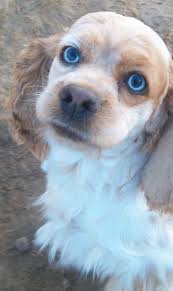 Black And White Cocker Spaniel Puppy For Sale Musings Of A Biologist And Dog Lover Guess The Genotype 5 Cocker Spaniel Dog Cocker Spaniel Puppies American Cocker Spaniel