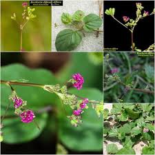 Image result for Boerhavia diffusa
