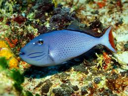 Black And White Heniochus Sargassum Triggerfish This Triggerfish Photographed On A Mexican Reef Exhibits A Very Interesting Pattern Ocean Dwellers Scuba Diving Underwater Photographer