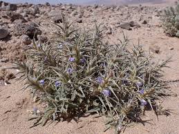 Image result for Blepharis