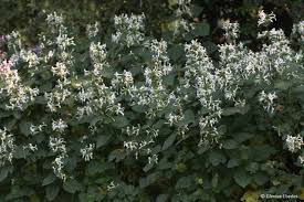 Image result for Hypoestes aristata