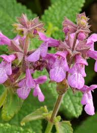 Image result for Stachys aculeolata