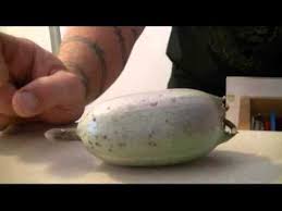 Roasted and dried joshua tree fruit. Yucca Tree Fruit Wild Edible Youtube