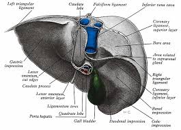Image result for Lessertia falciformis