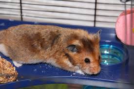 How often should i clean my hamster's cage? Hamster Cage Size Calculator The Pet Supply Guy