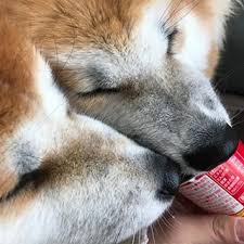 yahoo ブログ サービス終了 秋田犬 柴犬 犬