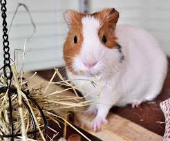 We did not find results for: Guinea Pig Cage Size Guide The Best Indoor Guinea Pig Cages