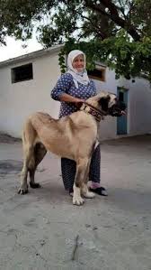 Turk Bekci Kopegi Kangal Kangal Dog Huge Dogs Giant Dogs