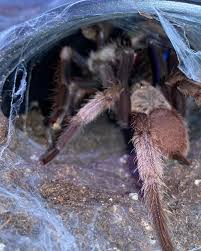 Image result for Centema subfusca