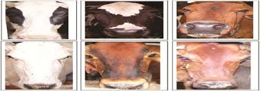 Furthermore you want to install. Face Recognition Of Cattle Can It Be Done Springerlink