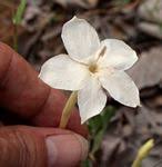 Image result for Barleria fissimuroides