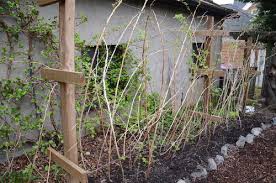 This trellis system should keep the berry plants in check, and allow for easier harvesting. Episode 66 Raspberries With Lisa Devetter Seattle Urban Farm Company