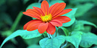 Image result for Tithonia rotundifolia