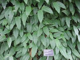 Image result for Thunbergia mysorensis