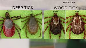 Ticks are external parasites, living by feeding on the blood of mammals, birds, and sometimes reptiles and amphibians. Dog Ticks In Maine 2021 Newscentermaine Com