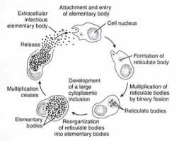 Image result for Chlamydia Trachomatis
