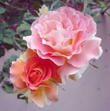 Flowerama of clearwater has been a top tier florist servicing the clearwater, tampa, st pete and surrounding areas since 1998. About Us And Business Hours Forget Me Not Flowers Whitney Tx 76692