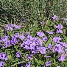 Check spelling or type a new query. Dwarf Mexican Petunia Named A Texas Superstar Agrilife Today