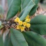 Image result for Euphorbia didiereoides