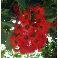 Check spelling or type a new query. Corymbia Ficifolia Red Flowering Gum Seed X20 Ole Lantana S Seed Store