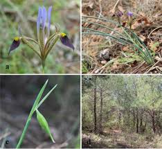 Image result for Crepidorhopalon namuliensis