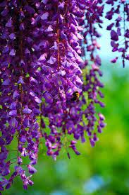 Wisteria Beautiful Flowers Purple Flowers Flowers