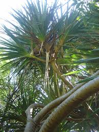 Image result for Pandanus chiliocarpus