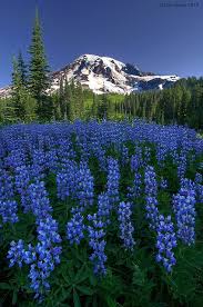 Exotic flowers blue flowers wild flowers beautiful flowers indian paintbrush flowers blue flower tattoos wildflower tattoo flower meanings flower garden design. Rainier Wears Blue Nature Beautiful Nature Beautiful Landscapes